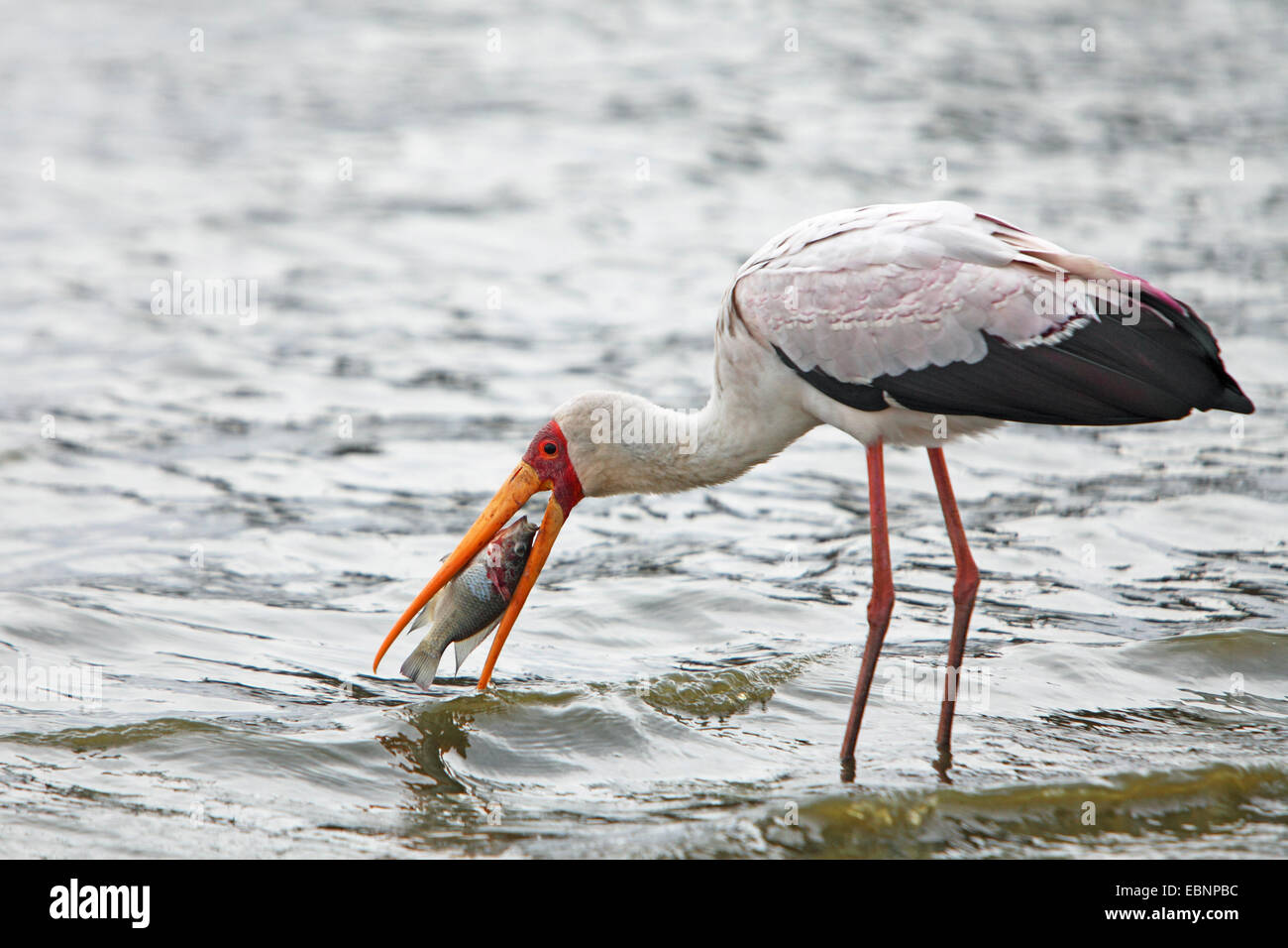 yellow-billed stork (Mycteria ibis), standing in shallow water and eating a fish, South Africa, Kruger National Park Stock Photo