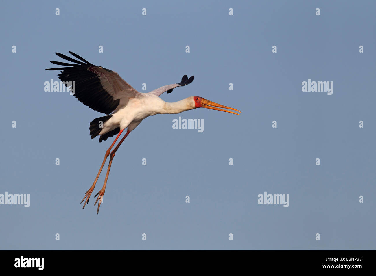 yellow-billed stork (Mycteria ibis), in landing approach, South Africa, Kruger National Park Stock Photo