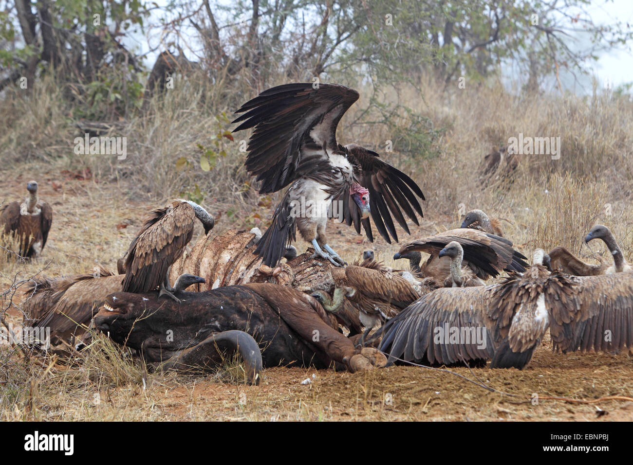 lappet-faced vulture (Aegypius tracheliotus, Torgos tracheliotus), lappet-faced vulture and numerous white-backed vultures eating at a dead buffalo, South Africa, Kruger National Park Stock Photo