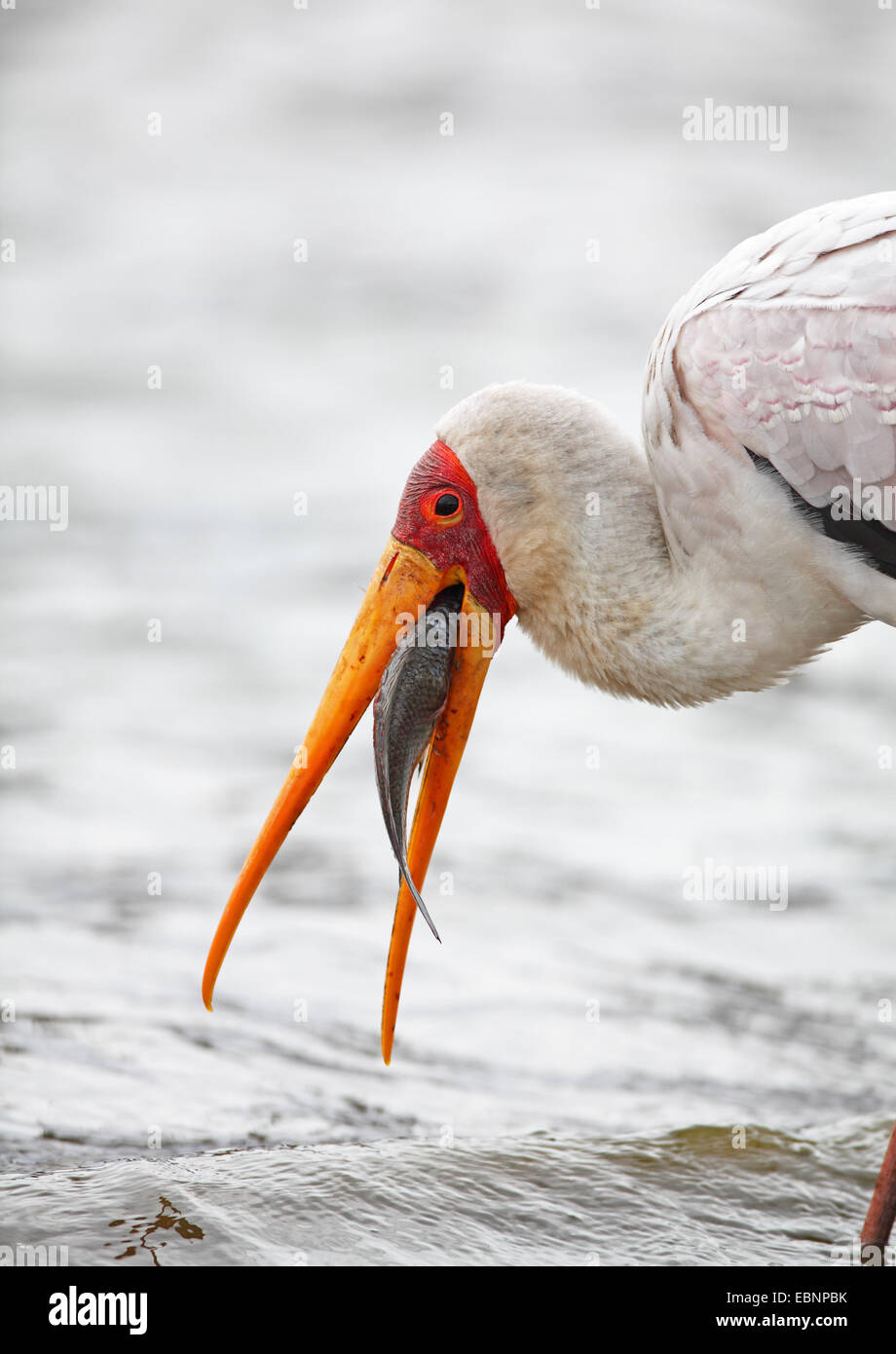 yellow-billed stork (Mycteria ibis), standing in shallow water and eating a fish, South Africa, Kruger National Park Stock Photo
