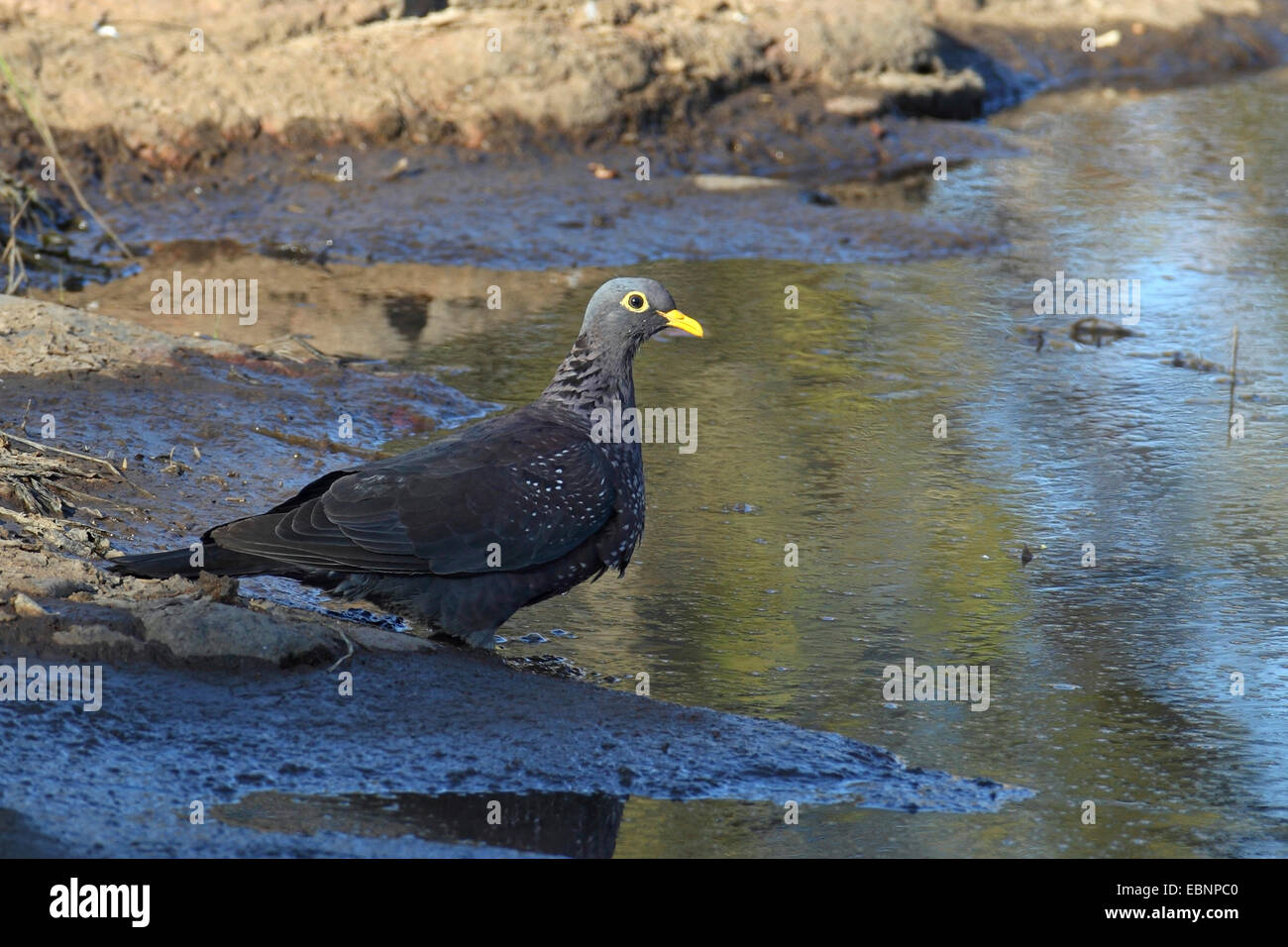 Olive pigeon, Rameron pigeon, African olive pigeon (Columba arquatrix), pigeon standing at a waterhole, South Africa, Pilanesberg National Park Stock Photo