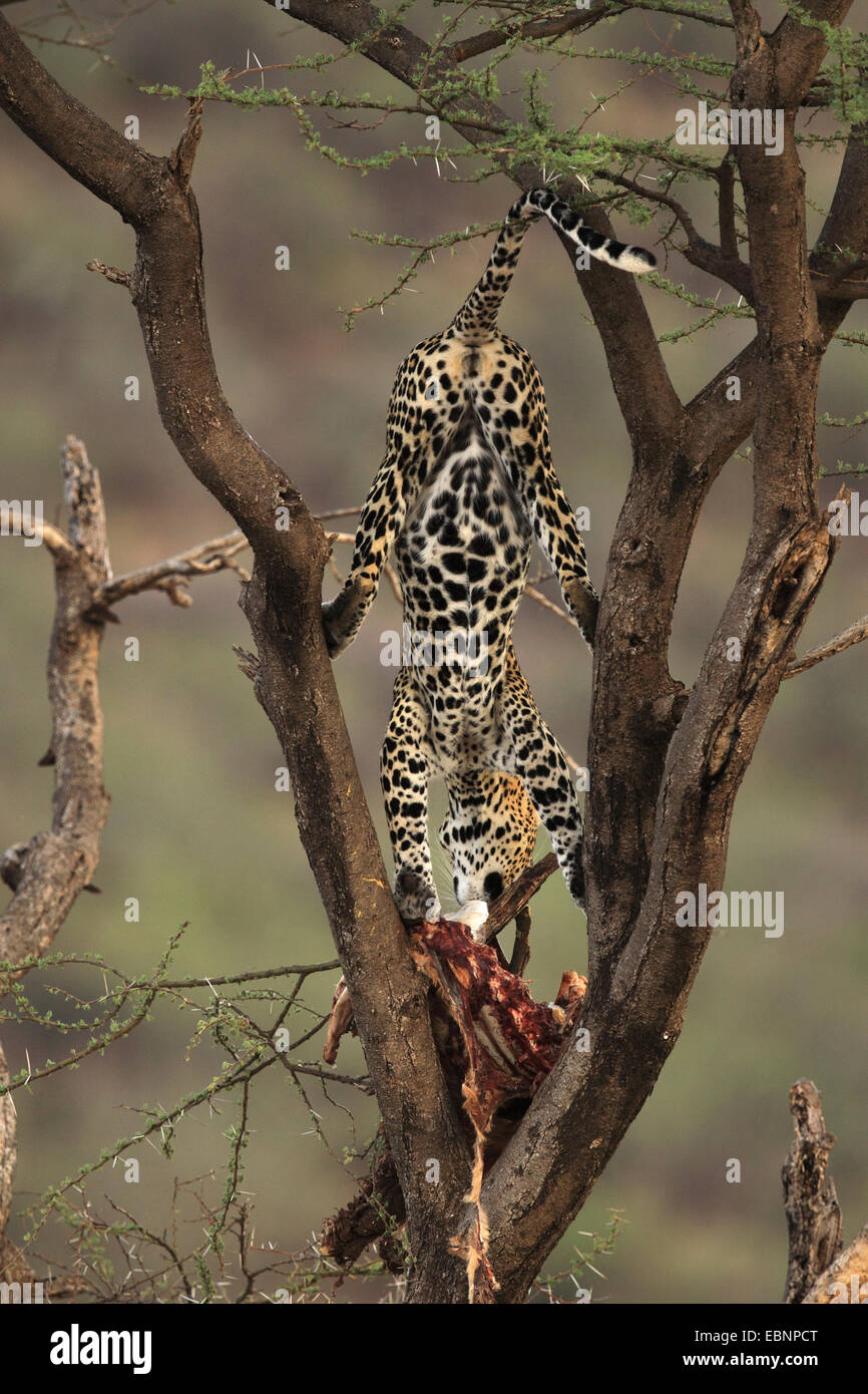 leopard (Panthera pardus), pulling prey on a tree, Kenya, Samburu Game Reserve Stock Photo