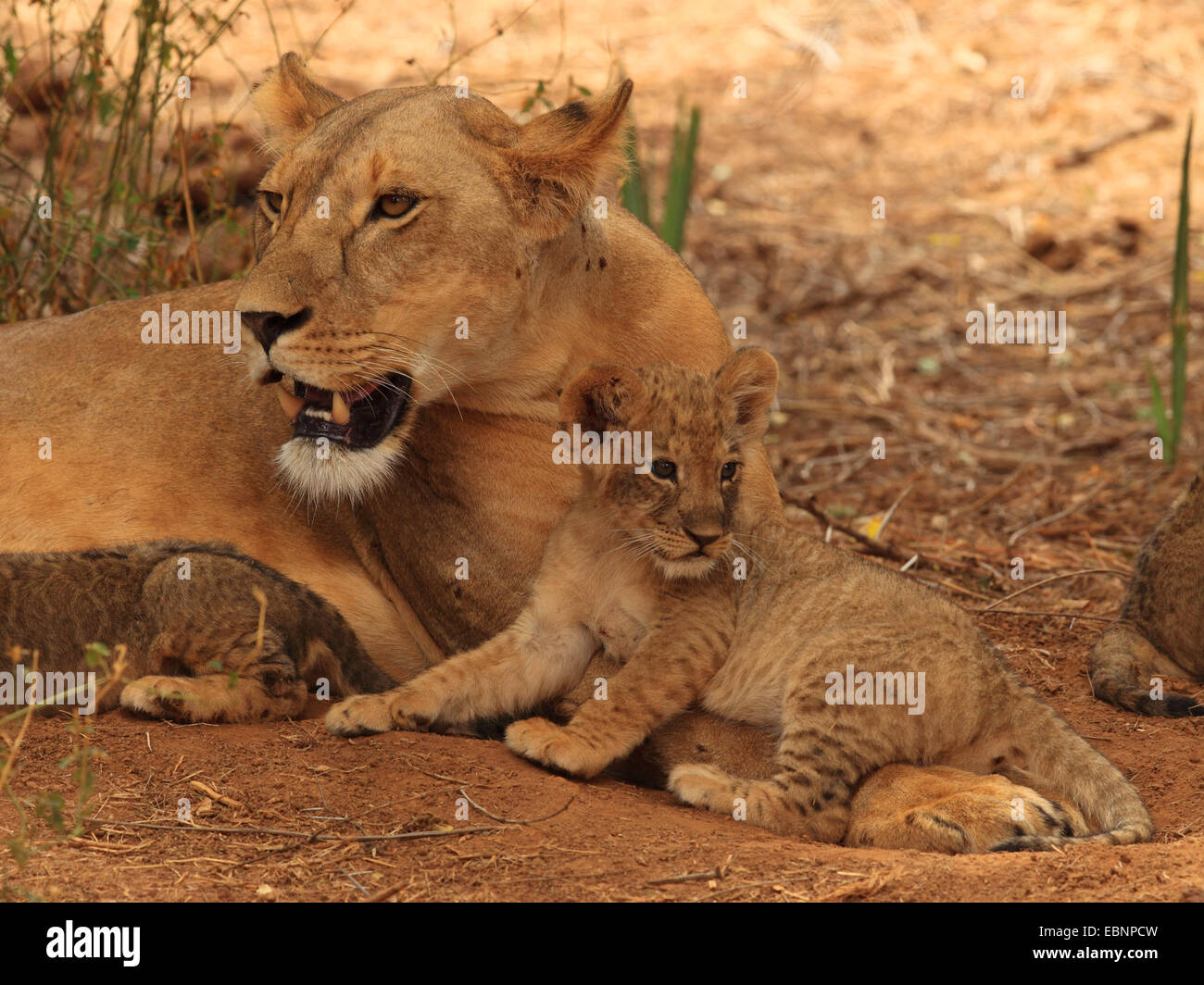 lion (Panthera leo), lying lioness with lion cub, Kenya, Samburu National Reserve Stock Photo