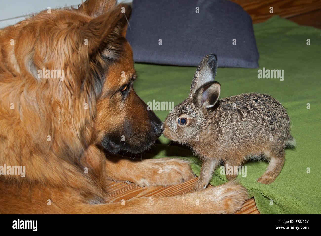 European hare, Brown hare (Lepus europaeus), dog and gentle bunny nosing at each other, Germany Stock Photo