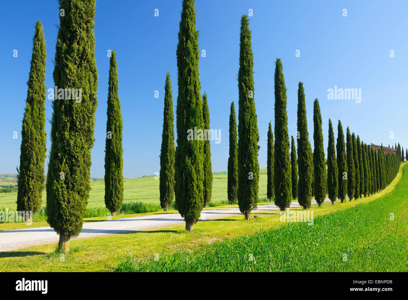 Italian cypress (Cupressus sempervirens), Cypress Trees Avenue in Spring, San Quirico d' Orcia, Val d' Orcia, Italy, Tuscany Stock Photo