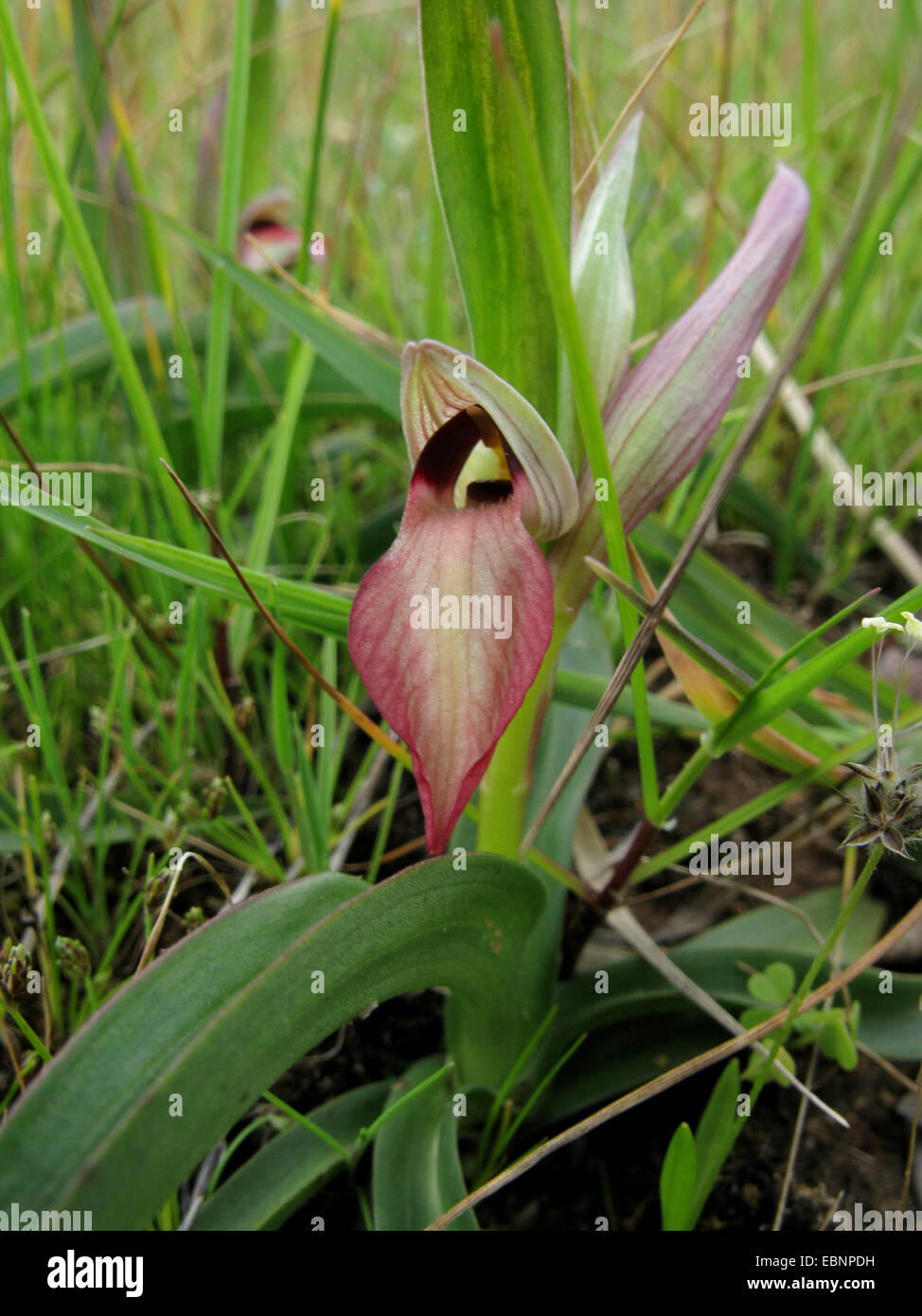 Tongue orchid (Serapias lingua), blooming, Greece, Peloponnese Stock Photo