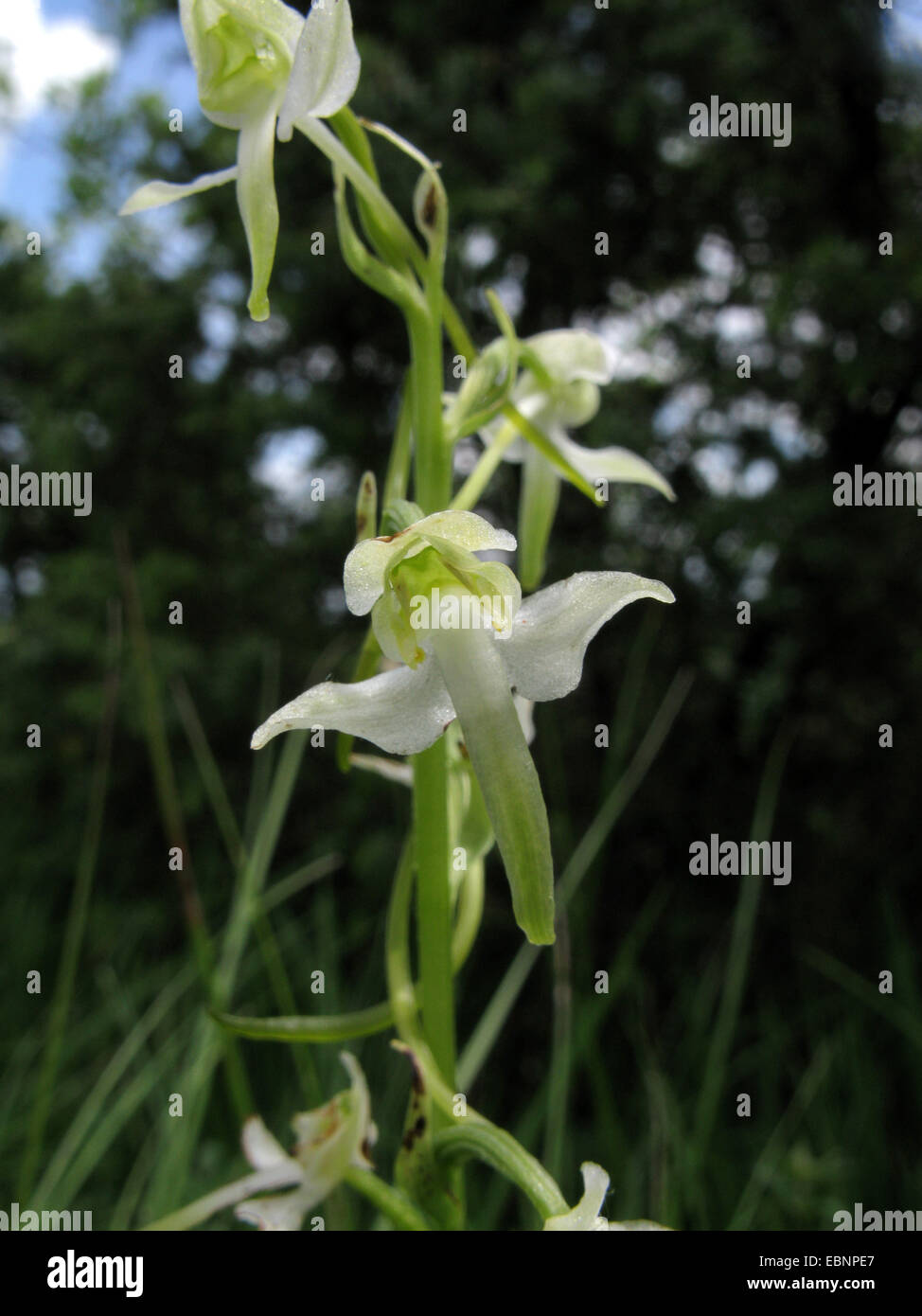greater butterfly-orchid (Platanthera chlorantha), flower, Germany, North Rhine-Westphalia Stock Photo