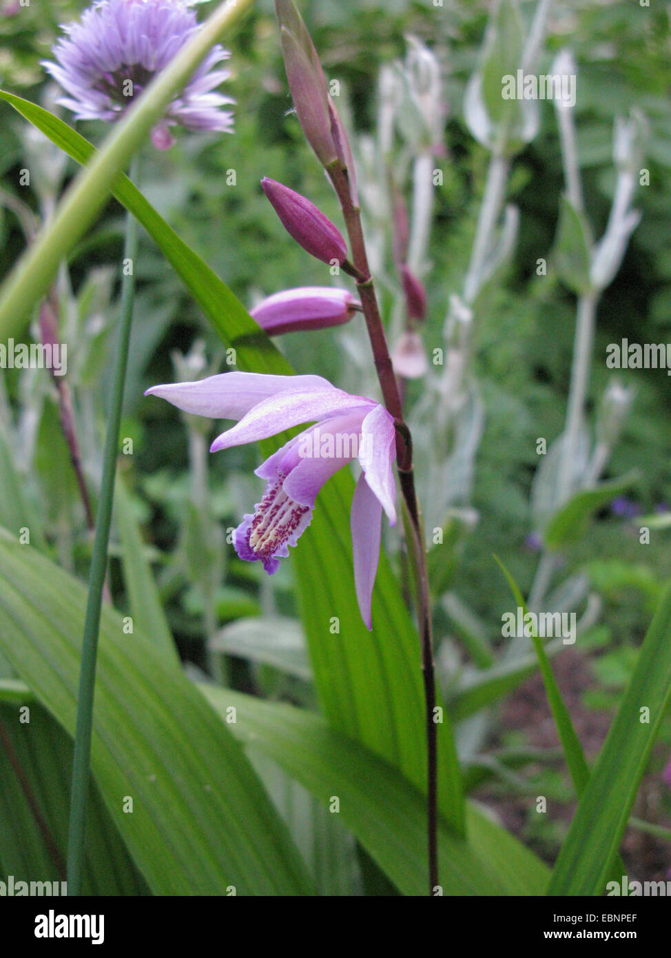 Chinese ground orchid (Bletia striata), inflorescence Stock Photo