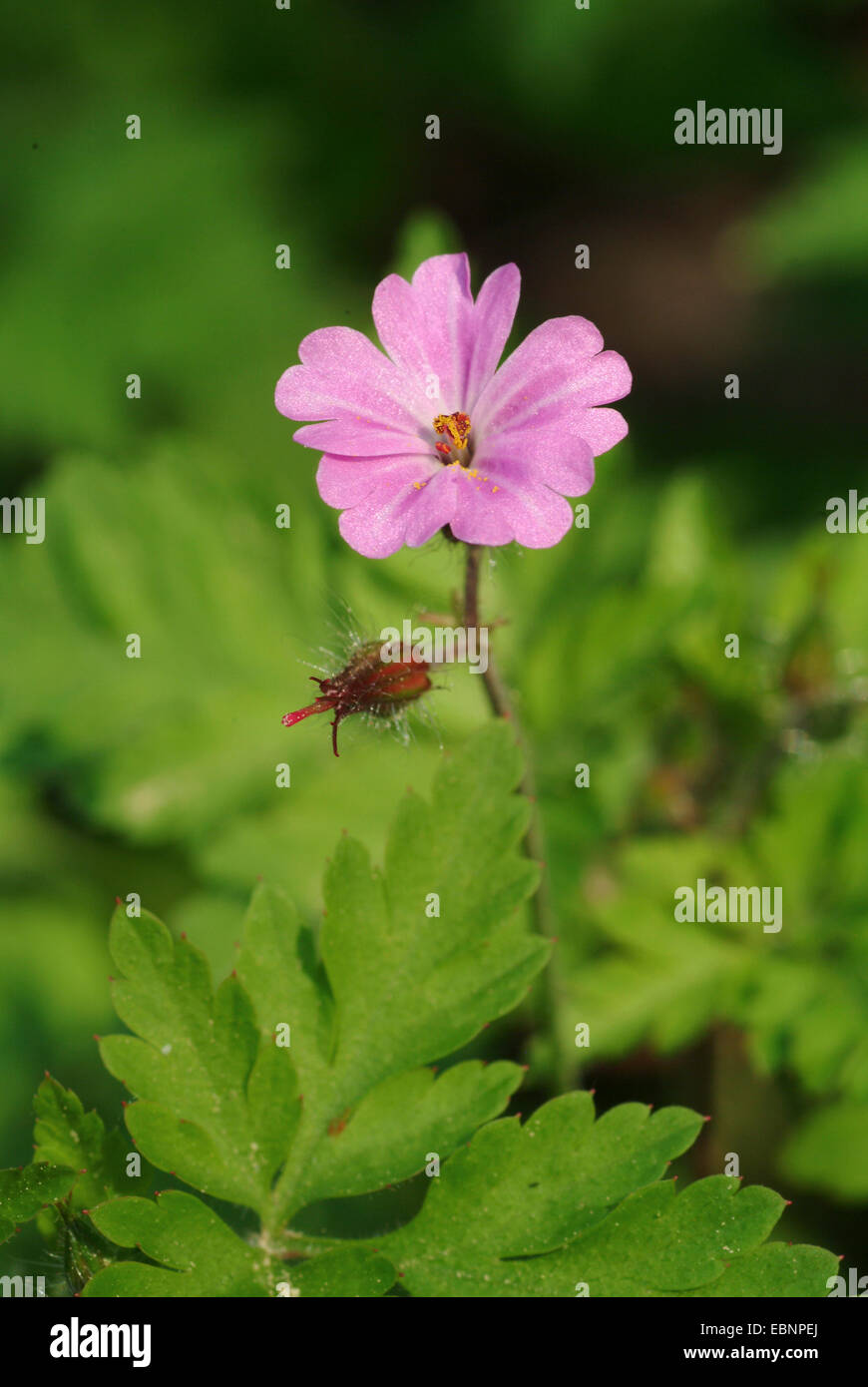 Herb Robert, Red Robin, Death come quickly, Robert Geranium (Geranium robertianum, Robertiella robertiana), blooming, Germany Stock Photo