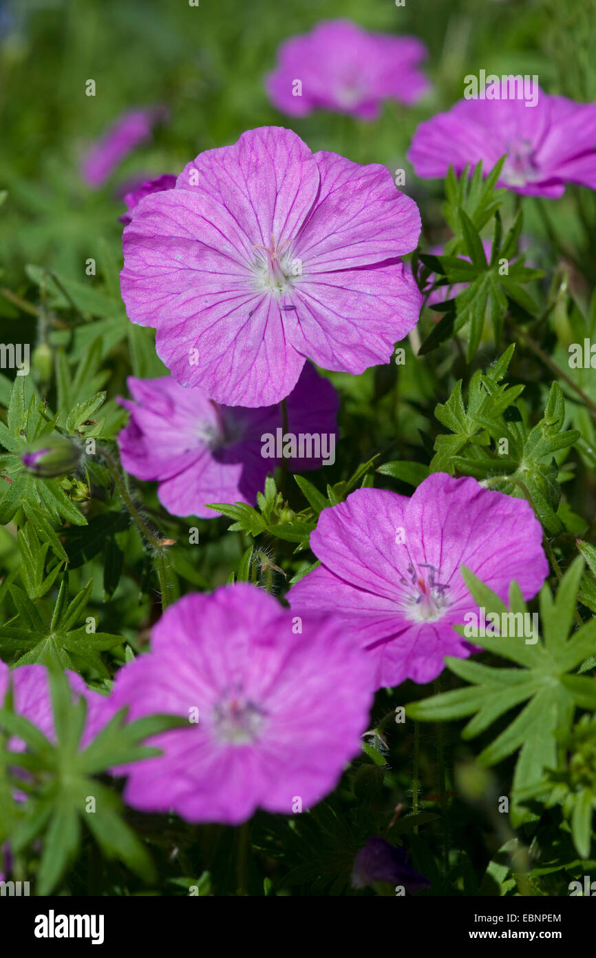 bloody cranesbill, bloodred cranesbill (Geranium sanguineum), blooming