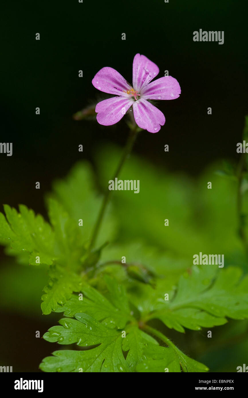 Herb Robert, Red Robin, Death come quickly, Robert Geranium (Geranium robertianum, Robertiella robertiana), blooming, Germany Stock Photo