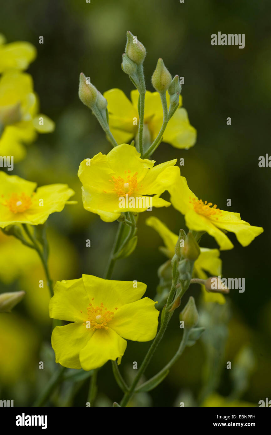 Yellow Sun Rose (Halimium halimifolium), blooming, Portugal Stock Photo