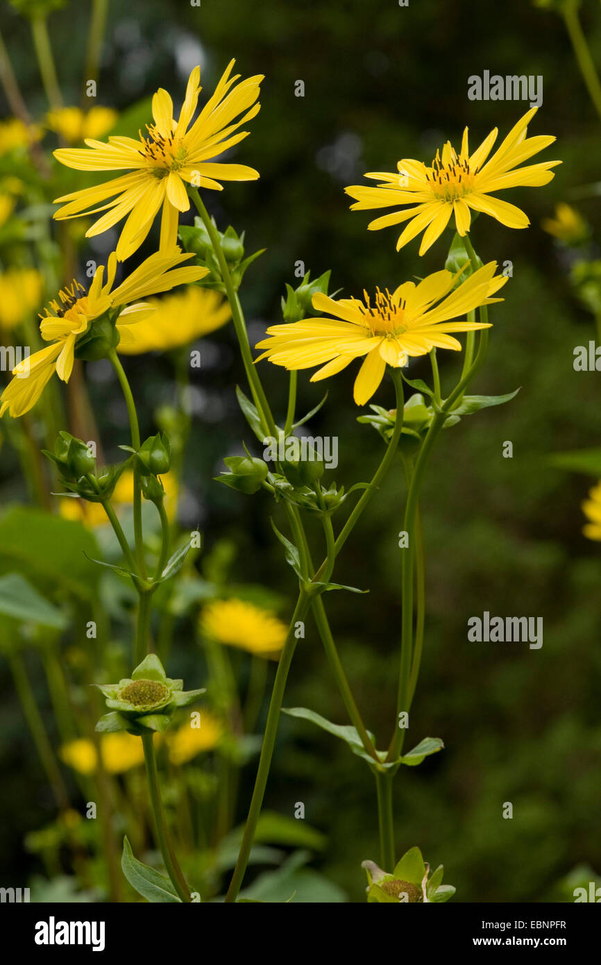 Ox-eye sunflower (Heliopsis helianthoides var. scabra, Heliopsis scabra), blooming Stock Photo