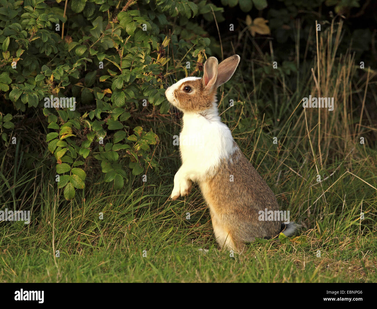 European rabbit (Oryctolagus cuniculus), in the garden, with partly white fur, Germany, Schleswig-Holstein, Sylt Stock Photo