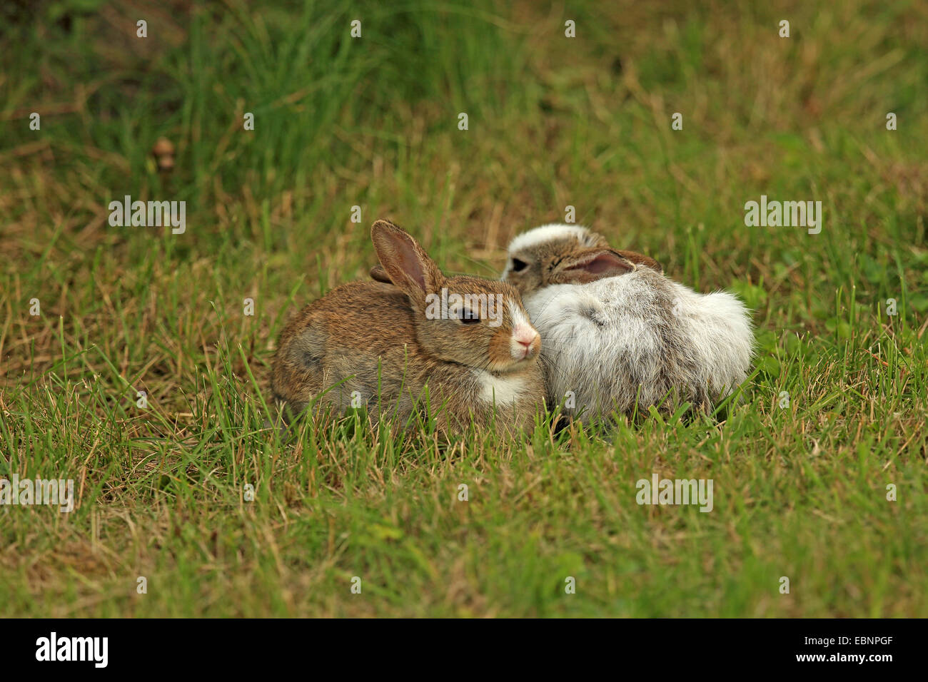 European rabbit (Oryctolagus cuniculus), two rabbits sitting next to each other in a meadow, partial leucism, Germany, Schleswig-Holstein, Sylt Stock Photo