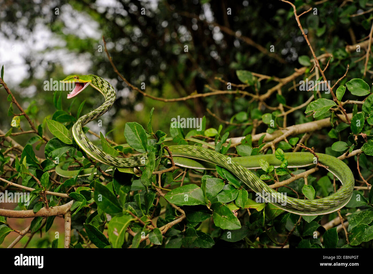 Longnose whipsnake, Green vine snake (Ahaetulla nasuta), lying on a branch with open mouth, Sri Lanka, Sinharaja Forest National Park Stock Photo