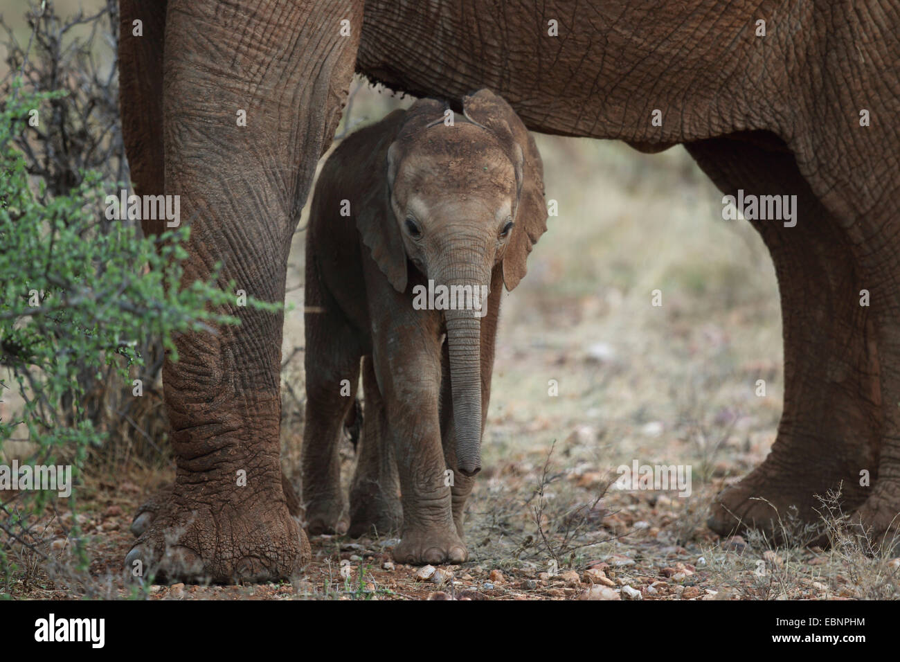 African elephant (Loxodonta africana), elephant calf standing under its mother, Kenya, Samburu National Reserve Stock Photo