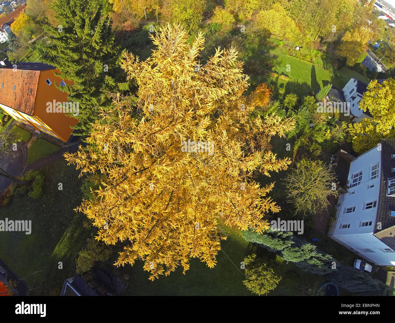 Japanese larch (Larix kaempferi), aerial view to larch in autumn, Germany Stock Photo