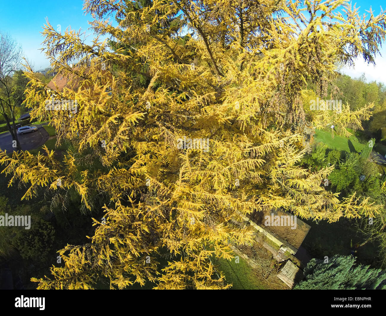 Japanese larch (Larix kaempferi), aerial view to larch in autumn, Germany Stock Photo