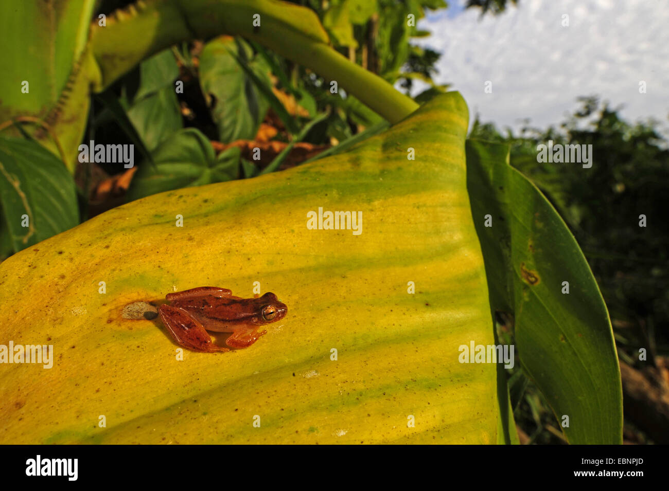 frog on a banana leaf, Honduras, La Mosquitia, Las Marias Stock Photo