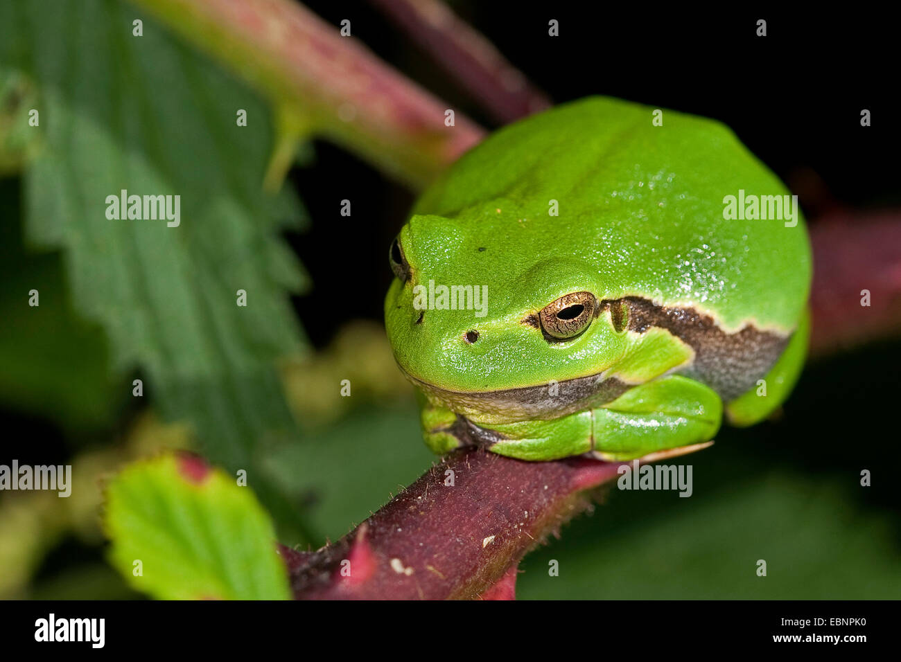 European treefrog, common treefrog, Central European treefrog (Hyla arborea), sunning on a bramble twig, Germany Stock Photo