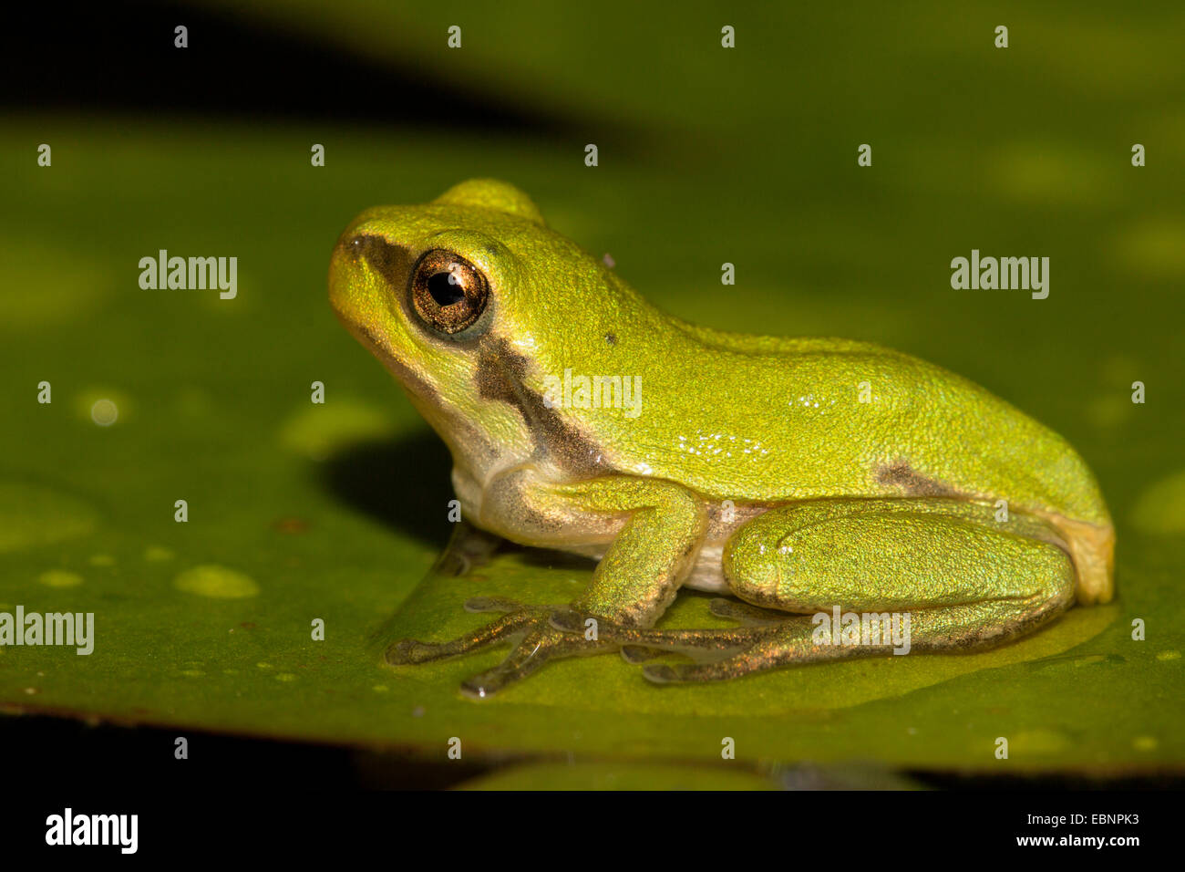 European treefrog, common treefrog, Central European treefrog (Hyla arborea), exemplar with finished metamorphosis is sitting on a leaf, Germany, Bavaria, Dorfen Stock Photo