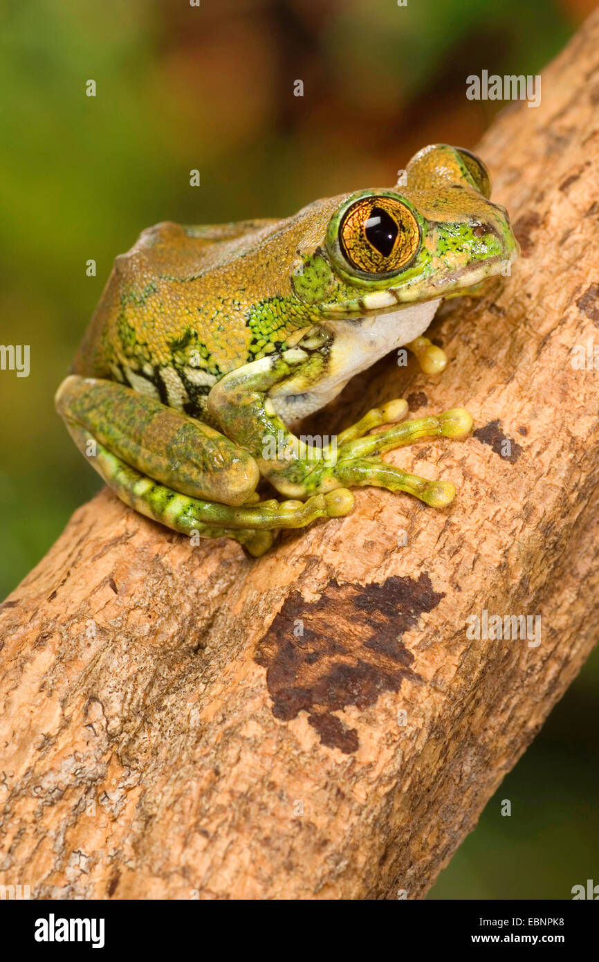 Big Eyed Frog, Forest treefrog (Leptopelis vermiculatus), breeding form gold Stock Photo
