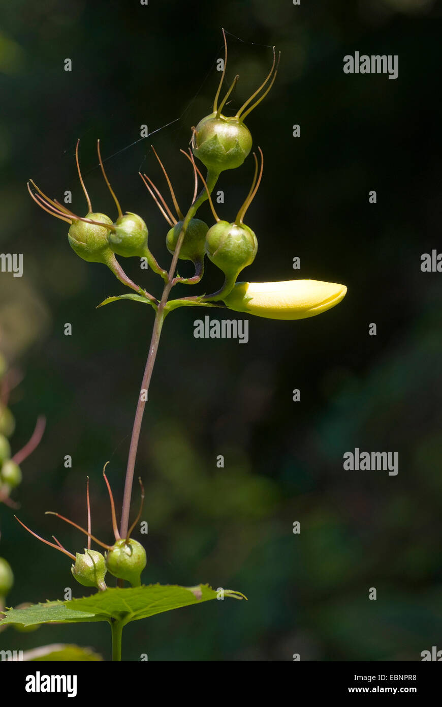 Yellow Wax Bells (Kirengeshoma palmata), withered inflorescence Stock Photo