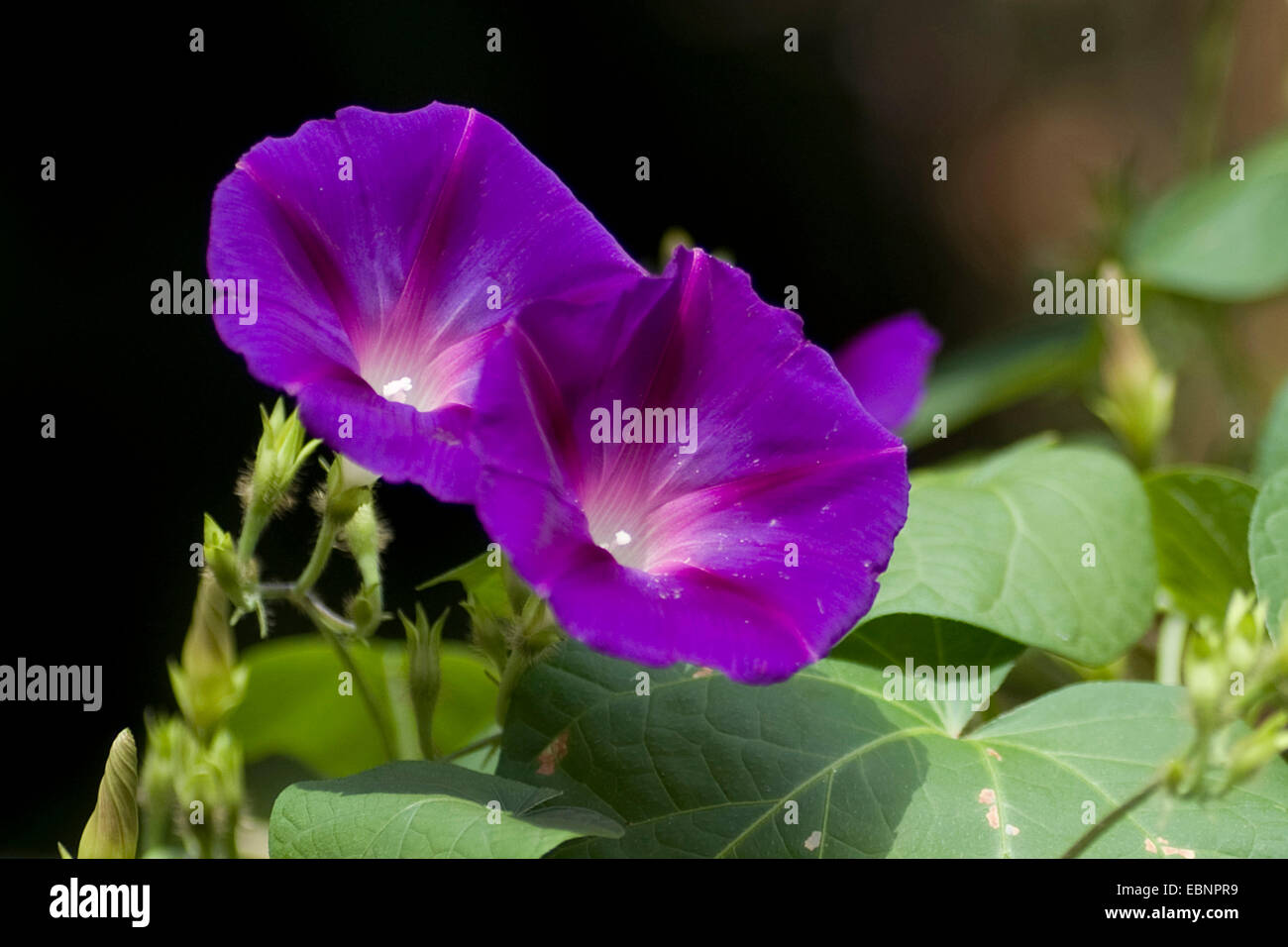common morning glory, tall morning glory (Ipomoea purpurea), flowers Stock Photo