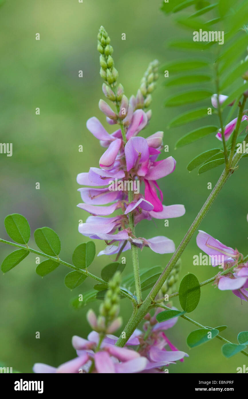 true indigo (Indigofera tinctoria), inflorescence Stock Photo