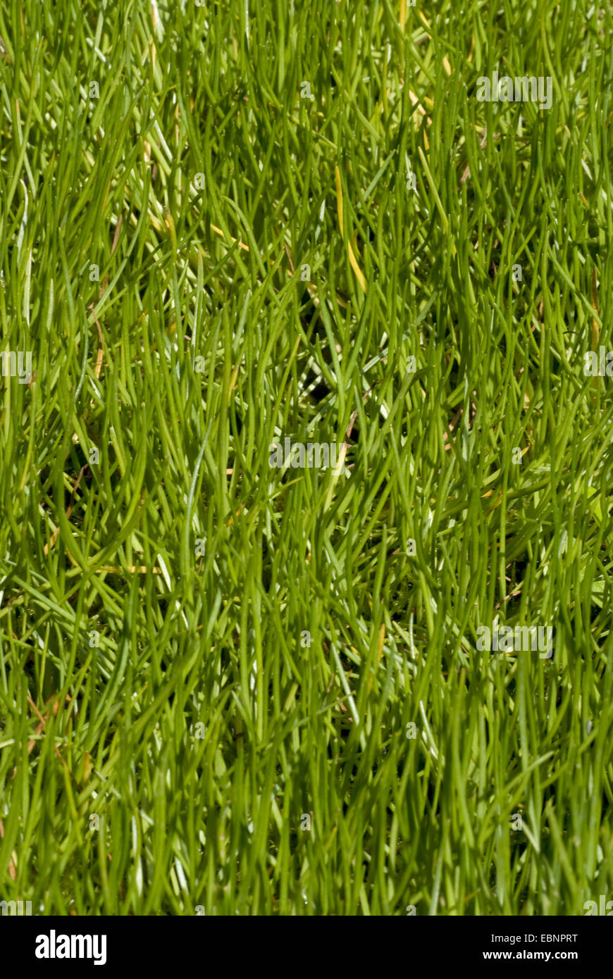 Shoreweed, American Shore-Grass, American Shoreweed (Littorella uniflora), leaves, Germany Stock Photo