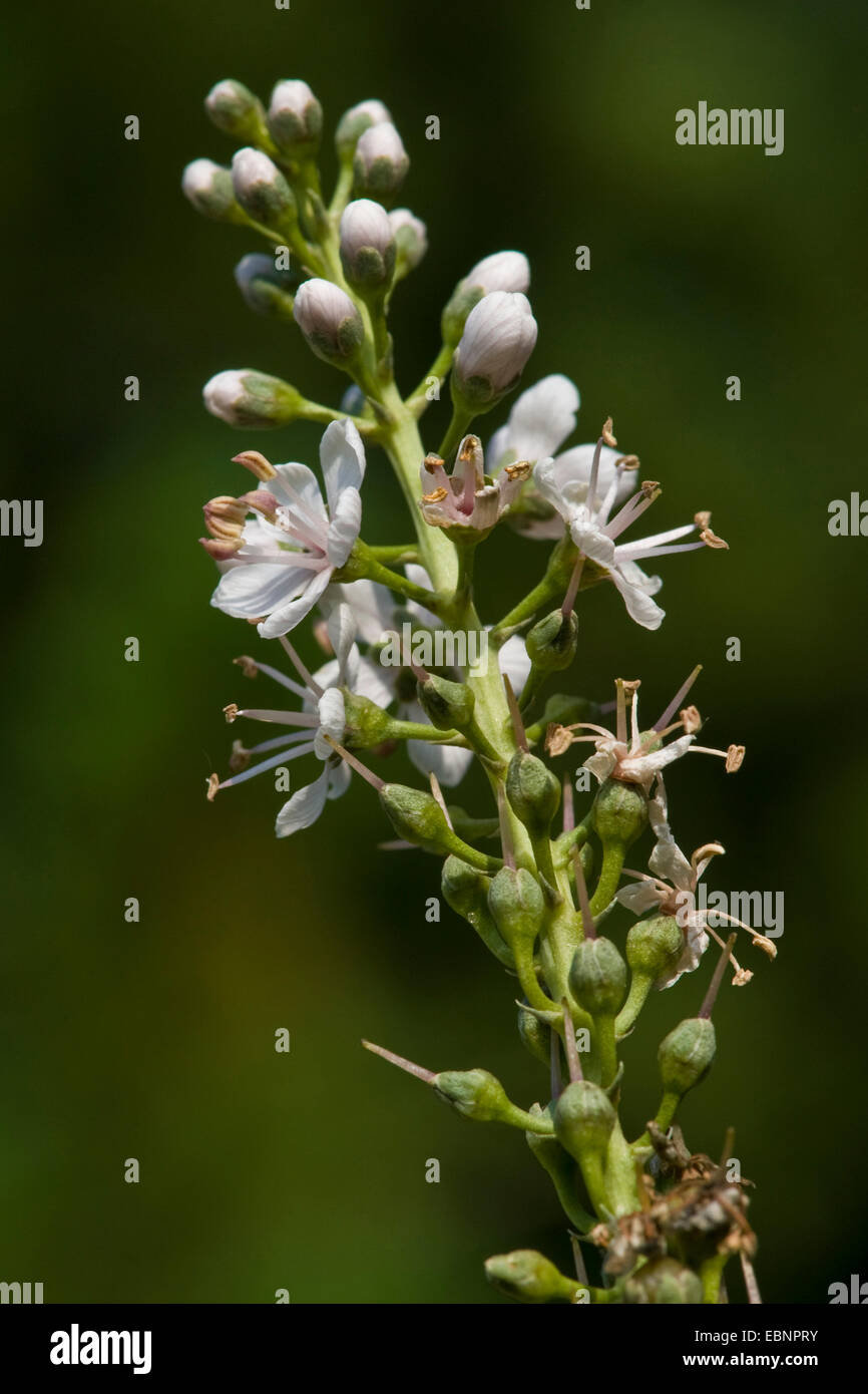 white loosestrife (Lysimachia ephemerum), inflorescence Stock Photo