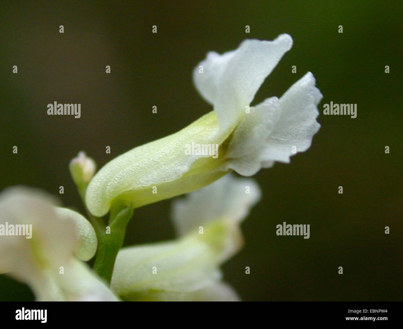 Climbing corydalis (Ceratocapnos claviculata, Corydalis claviculata), flower, Germany Stock Photo
