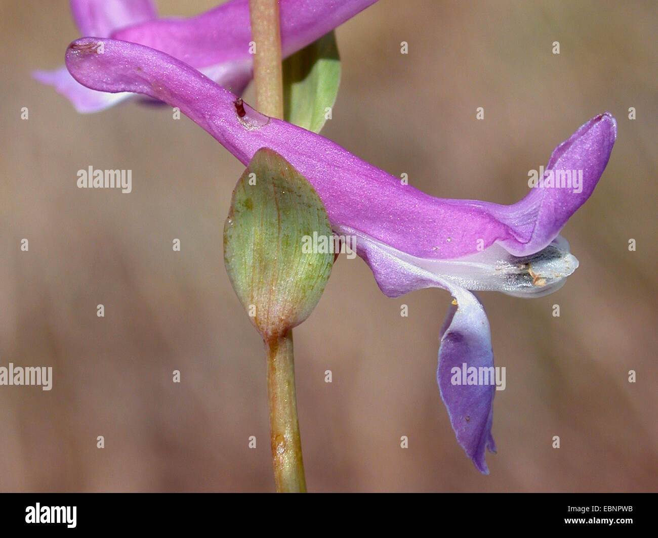 bulbous corydalis, fumewort (Corydalis cava), flower with a hole, which results from a humble bee which has robbed nectar, Germany Stock Photo