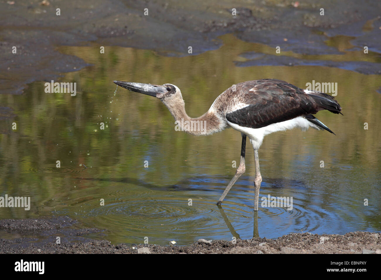 saddle-bill stork (Ephippiorhynchus senegalensis), immature bird drinks at a waterhole, South Africa, Kruger National Park Stock Photo