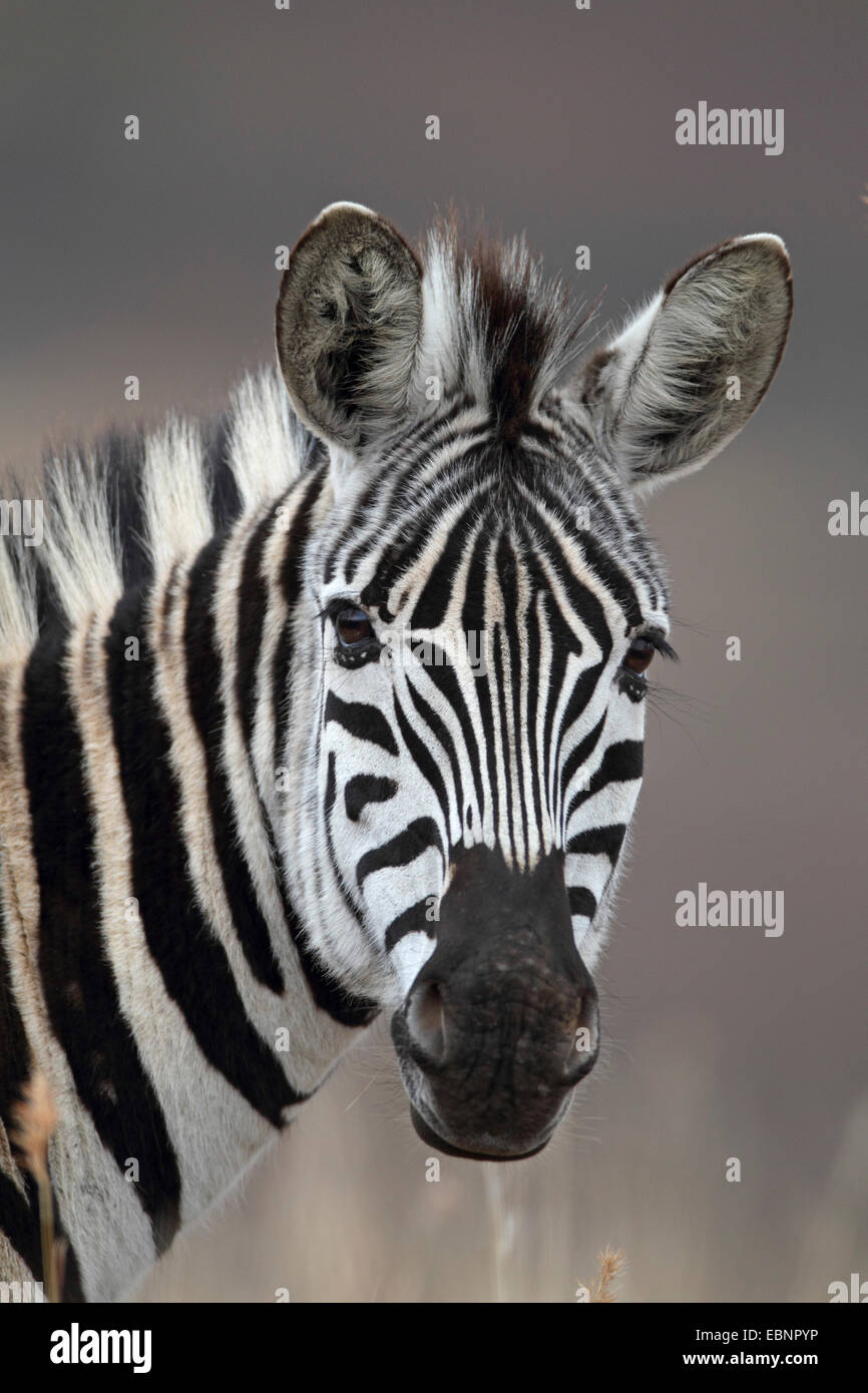 Common Zebra (Equus quagga), headportrait, South Africa, Ithala Game Reserve Stock Photo