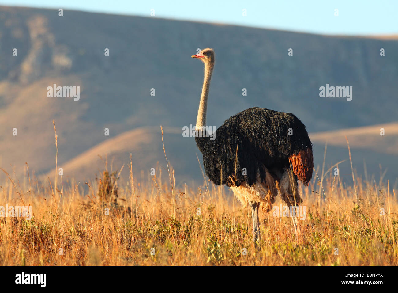Southern ostrich (Struthio camelus australis, Struthio australis), male stands in grassland in morning light, South Africa, Ithala Game Reserve Stock Photo