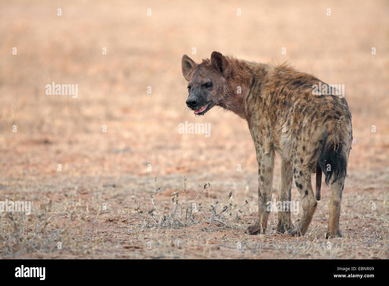 spotted hyena (Crocuta crocuta), male stands in a dune valley, South Africa, Kgalagadi Transfrontier National Park Stock Photo