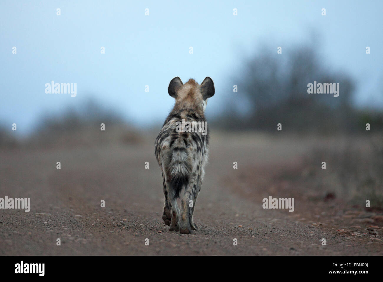 spotted hyena (Crocuta crocuta), walks along a dirt road, back view, South Africa, Kruger National Park Stock Photo