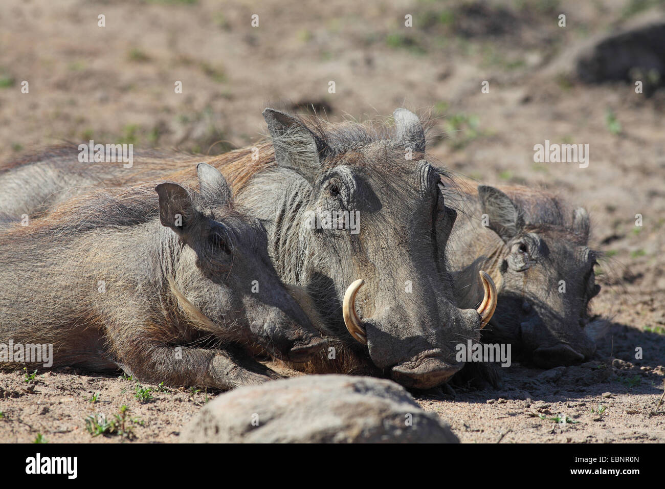 common warthog, savanna warthog (Phacochoerus africanus), female and two young warthogs lie on the belly, South Africa, Umfolozi Game Reserve Stock Photo