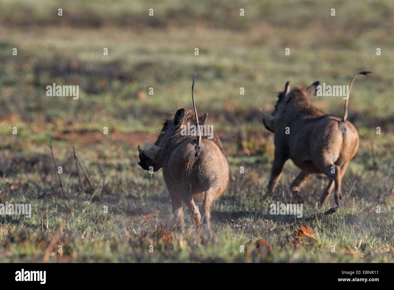 common warthog, savanna warthog (Phacochoerus africanus), two escaping warthogs, back view, South Africa, Pilanesberg National Park Stock Photo