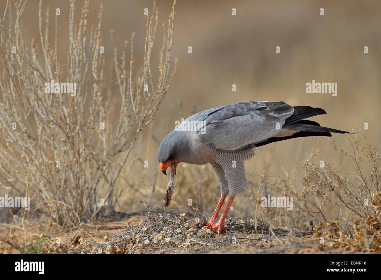 Somali chanting-goshawk, Eastern pale chanting goshawk (Melierax poliopterus), adult goshawk stands on the ground and eats a small mammal, South Africa, Kgalagadi Transfrontier National Park Stock Photo