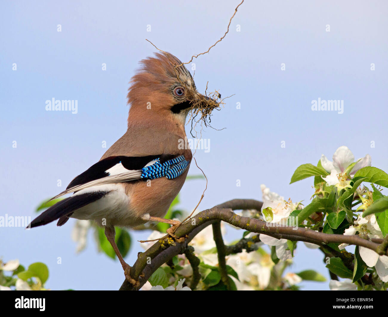jay (Garrulus glandarius), sitting in a blooming apple tree with a twig in its beak for nesting, Germany Stock Photo
