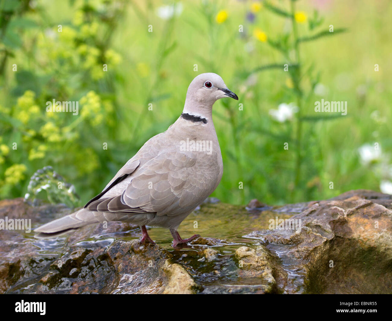 collared dove (Streptopelia decaocto), sitting on a garden fountain to