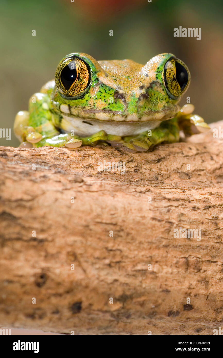 Big Eyed Frog, Forest treefrog (Leptopelis vermiculatus), breeding form gold Stock Photo