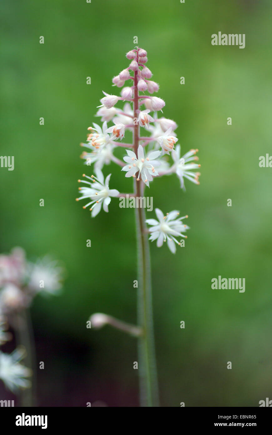 Heart-leaved foam-flower, Coolwort (Tiarella cordifolia), inflorescence Stock Photo