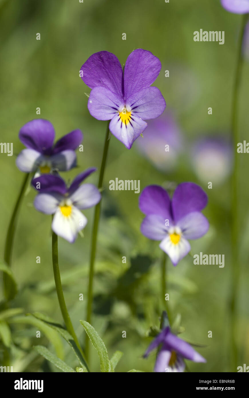 heart's ease, heartsease, wild pansy, three colored violet (Viola tricolor), flowers, Germany Stock Photo