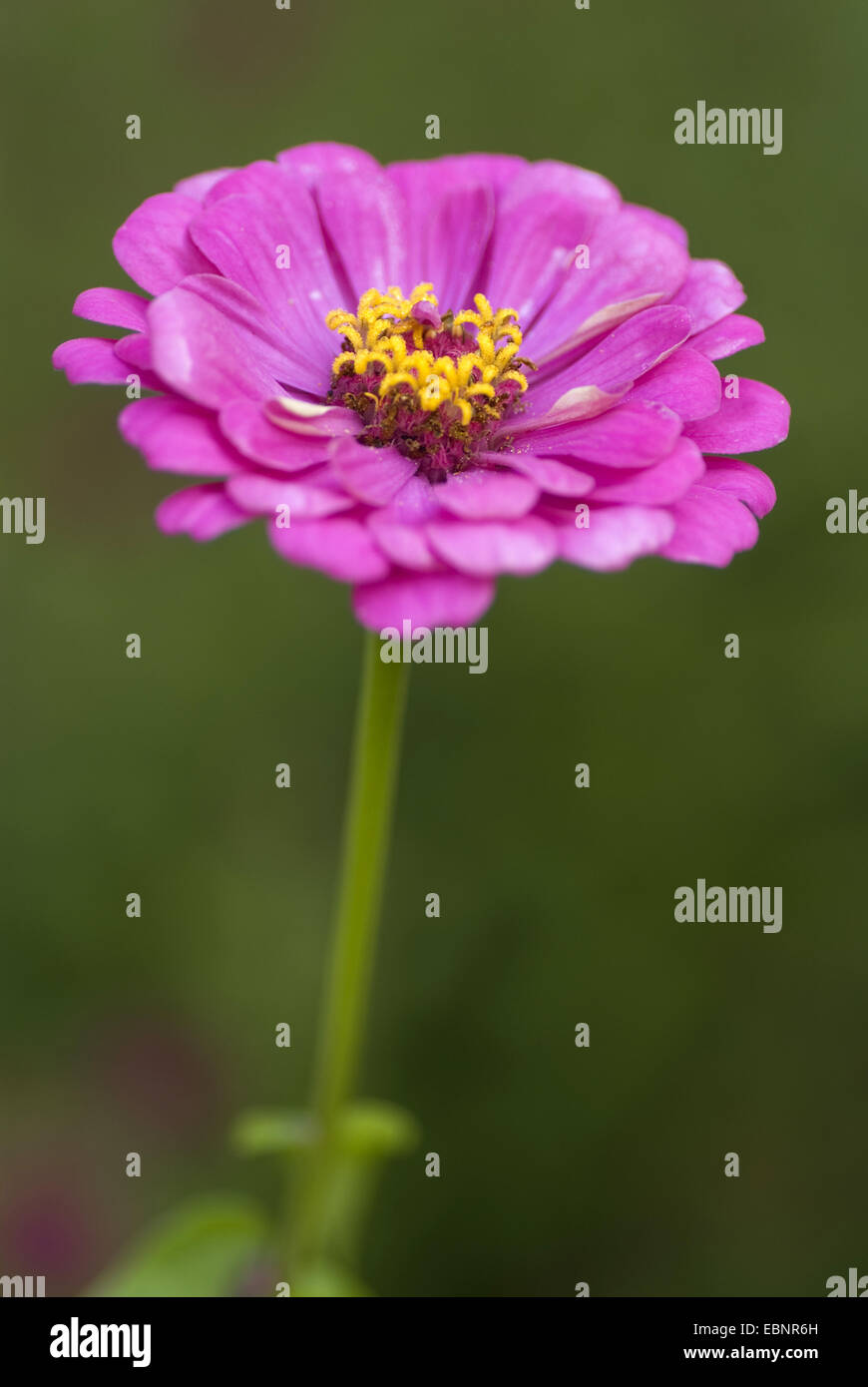 Zinnia, Youth-and-old age, Common Zinnia (Zinnia elegans), inflorescence Stock Photo