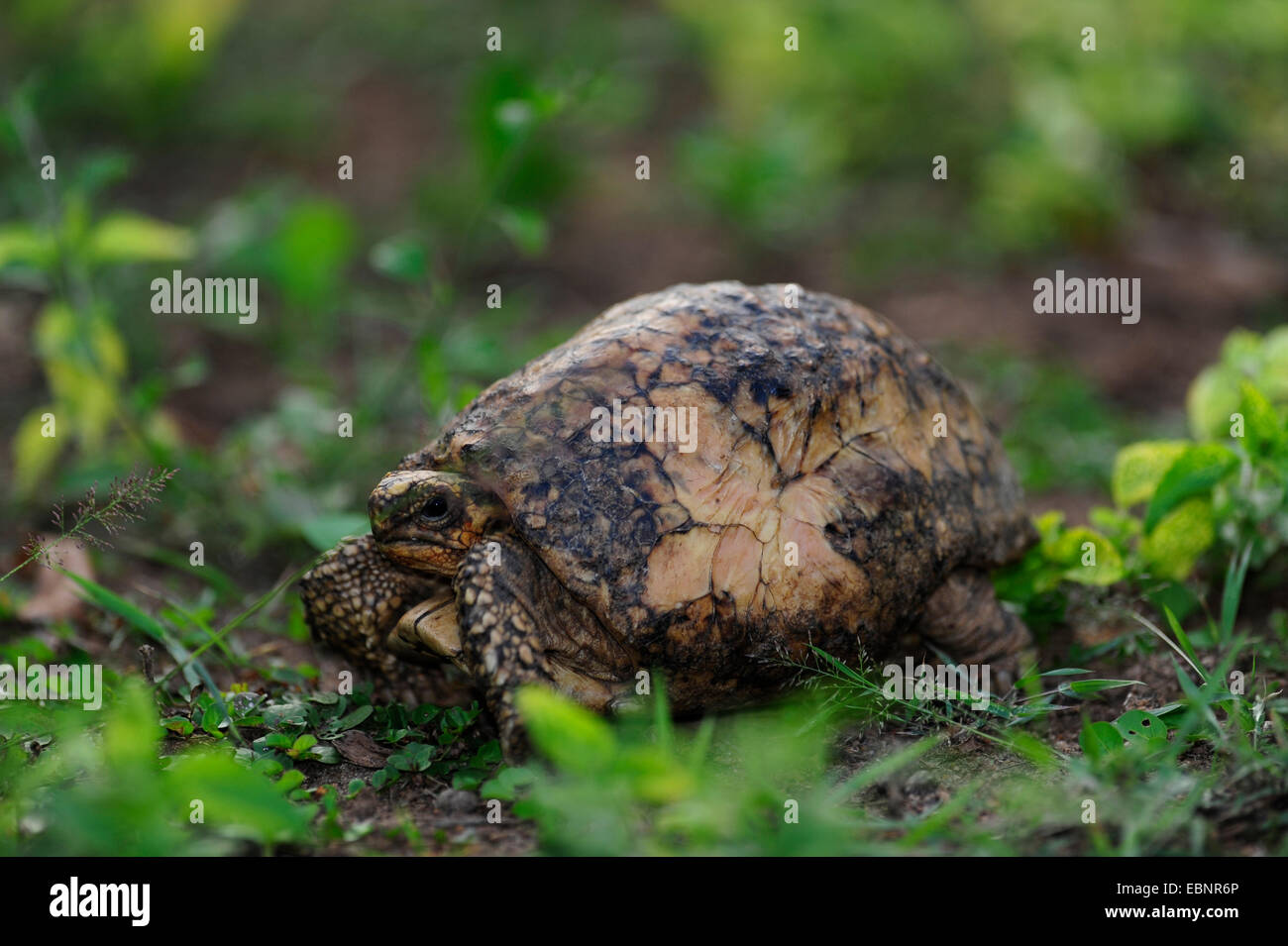 Indian star tortoise, starred tortoise (Geochelone elegans elegans, Testudo elegans), tortoise shell scarred from fires, Sri Lanka Stock Photo