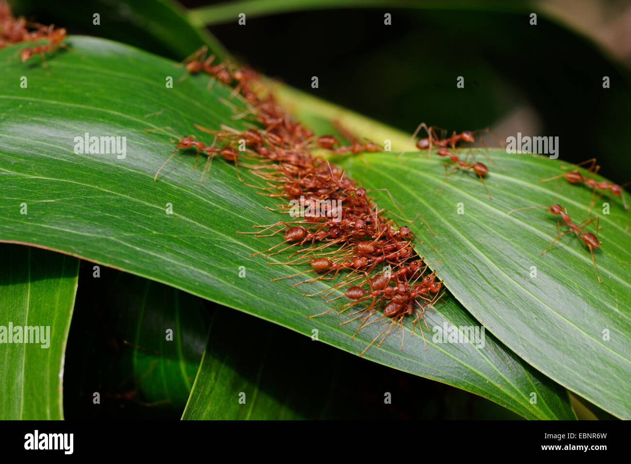 Weaver Ants (Oecophylla spec.), several ants pulling leaves together, Sri Lanka Stock Photo